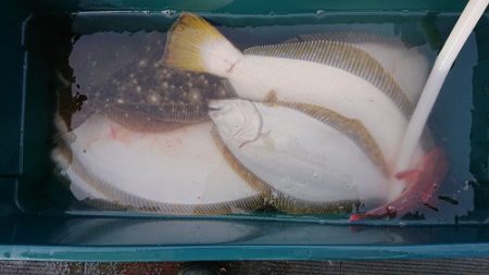 小樽港遊漁船SHAKE 釣果