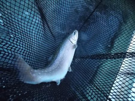 平谷湖フィッシングスポット 釣果