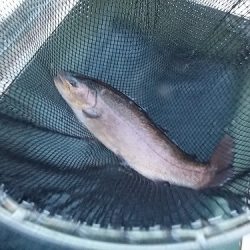 平谷湖フィッシングスポット 釣果