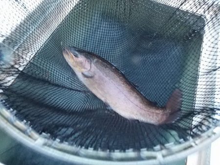 平谷湖フィッシングスポット 釣果