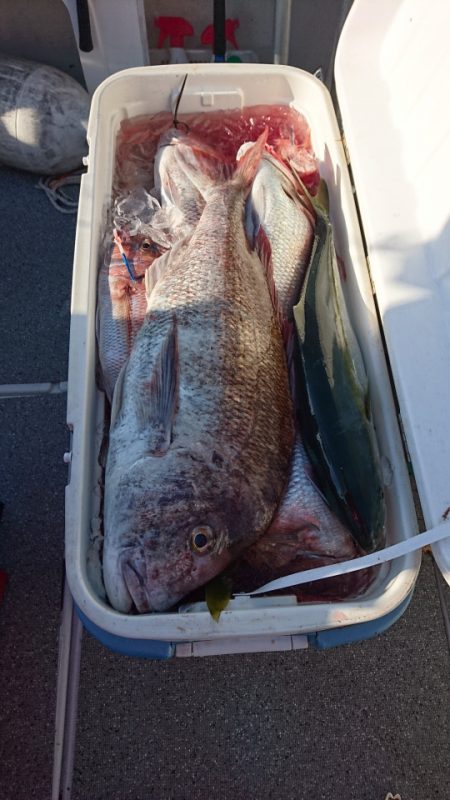 ARCADIAⅡ (アルカディアⅡ) 釣果