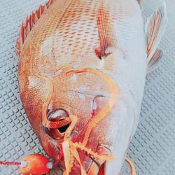 タイラバ遊漁船 ワンピース 釣果