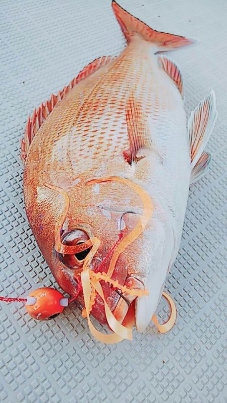 タイラバ遊漁船 ワンピース 釣果