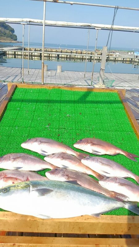 海の釣堀 海恵 釣果
