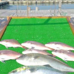 海の釣堀 海恵 釣果