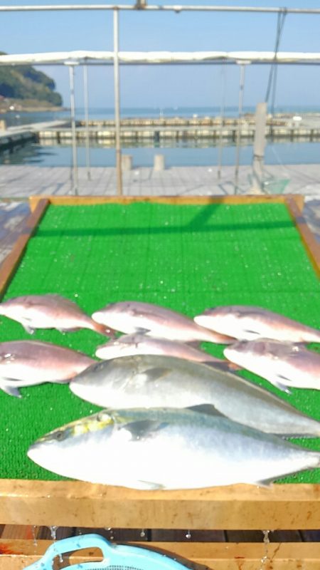 海の釣堀 海恵 釣果