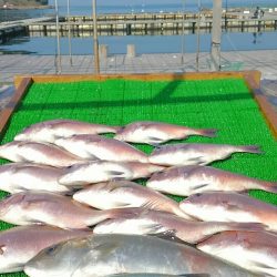 海の釣堀 海恵 釣果