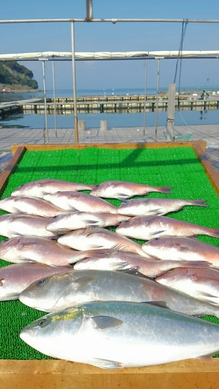 海の釣堀 海恵 釣果