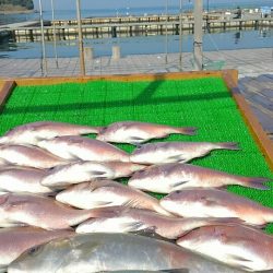 海の釣堀 海恵 釣果