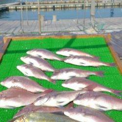 海の釣堀 海恵 釣果