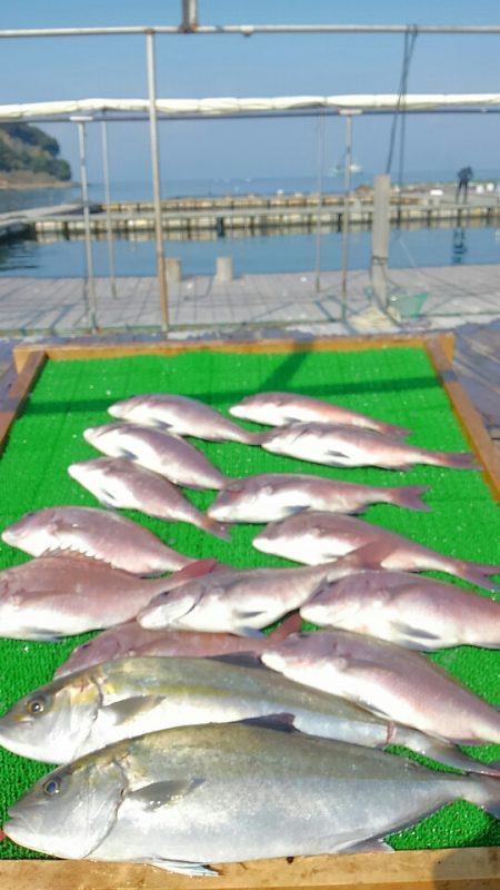 海の釣堀 海恵 釣果