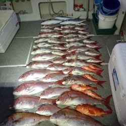 ARCADIAⅡ (アルカディアⅡ) 釣果