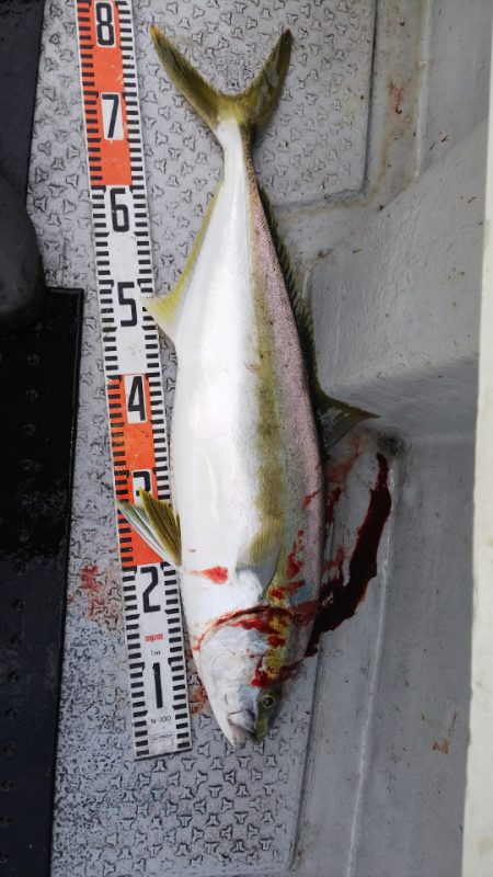 第二龍勢丸 釣果