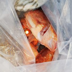 第二龍勢丸 釣果