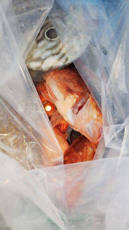 第二龍勢丸 釣果