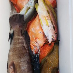 第二龍勢丸 釣果