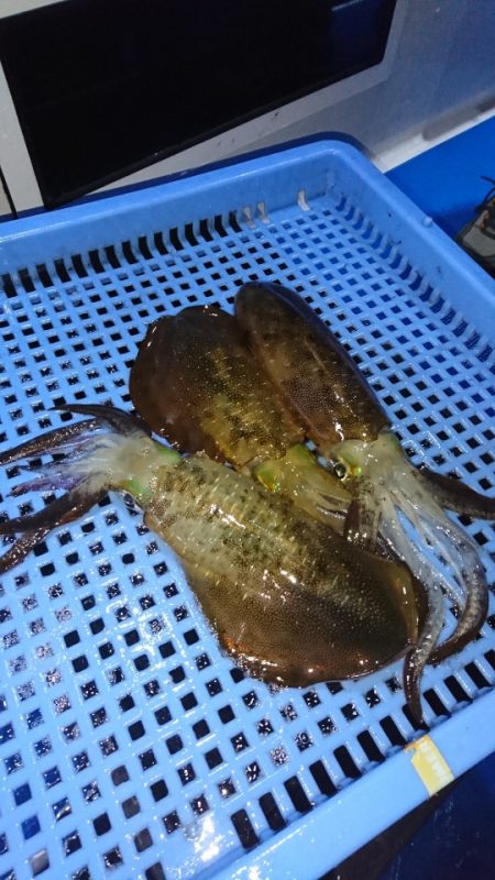 第三共栄丸 釣果