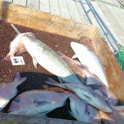 海の釣堀 海恵 釣果