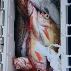 海龍丸（石川） 釣果