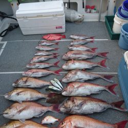 ARCADIAⅡ (アルカディアⅡ) 釣果