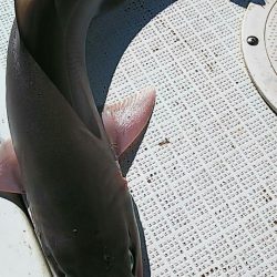 タイラバ遊漁船 ワンピース 釣果