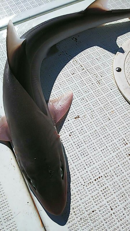 タイラバ遊漁船 ワンピース 釣果