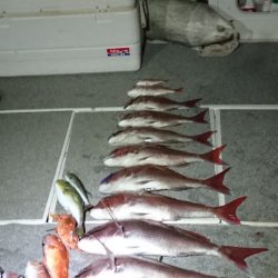 ARCADIAⅡ (アルカディアⅡ) 釣果