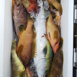 第二龍勢丸 釣果