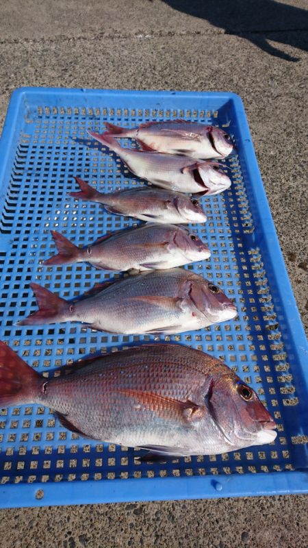 第三共栄丸 釣果