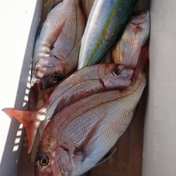 第三共栄丸 釣果