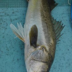 アマテラス 釣果