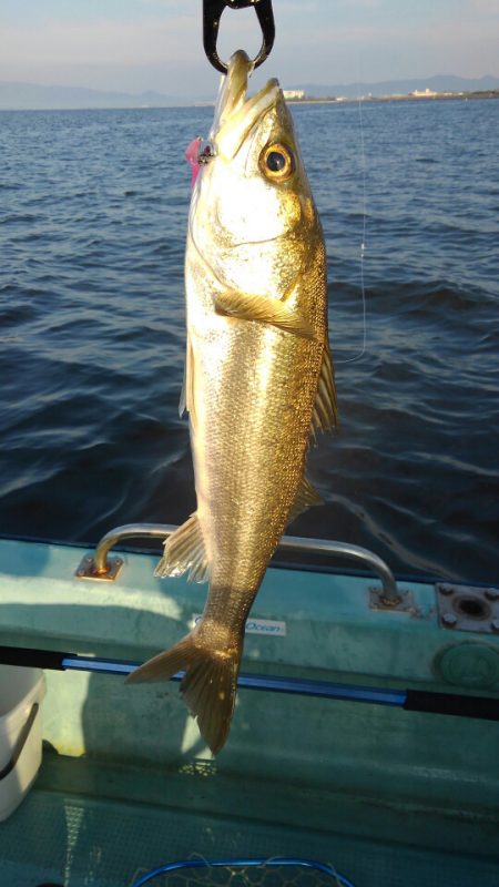 アマテラス 釣果