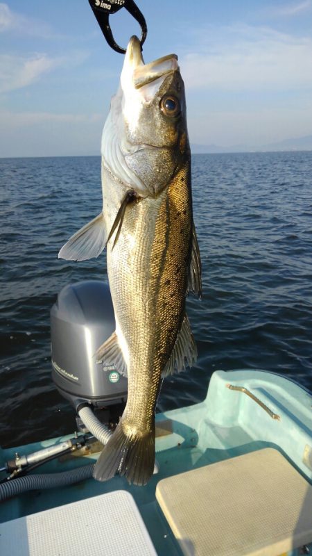 アマテラス 釣果