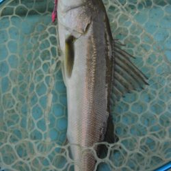 アマテラス 釣果