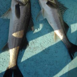 アマテラス 釣果