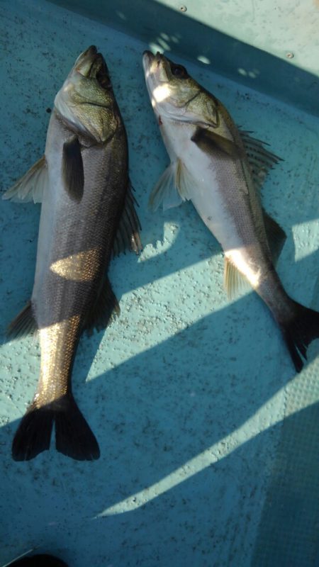 アマテラス 釣果