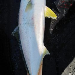 第二龍勢丸 釣果