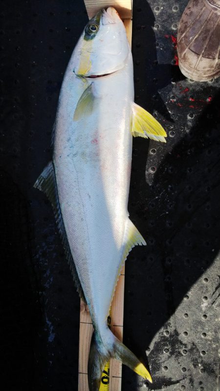 第二龍勢丸 釣果