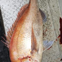 第二龍勢丸 釣果