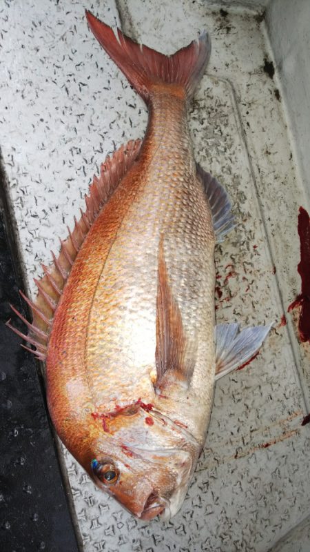 第二龍勢丸 釣果