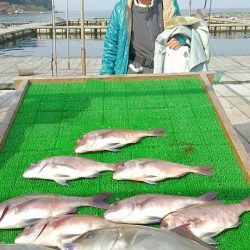 海の釣堀 海恵 釣果
