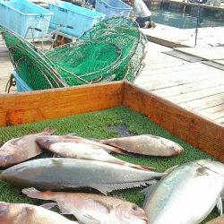 海の釣堀 海恵 釣果