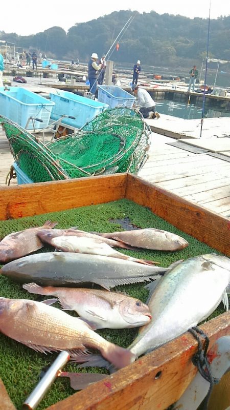 海の釣堀 海恵 釣果
