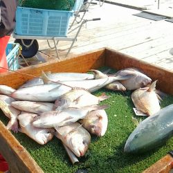 海の釣堀 海恵 釣果