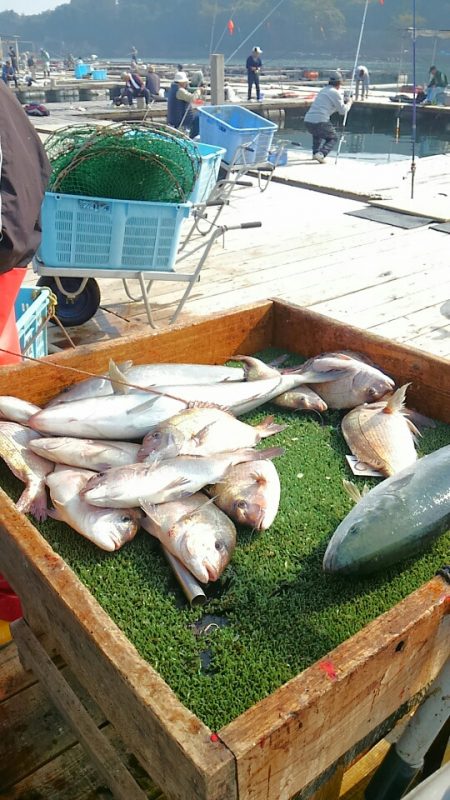 海の釣堀 海恵 釣果