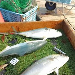 海の釣堀 海恵 釣果