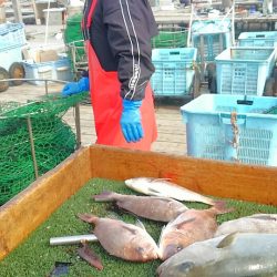 海の釣堀 海恵 釣果