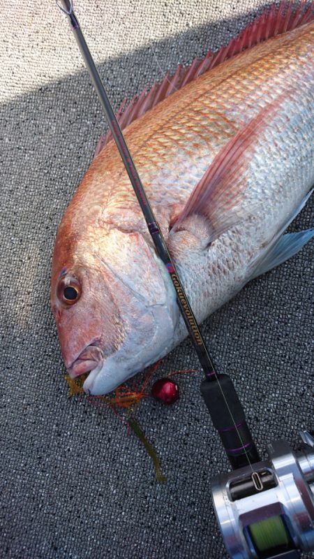 ARCADIAⅡ (アルカディアⅡ) 釣果