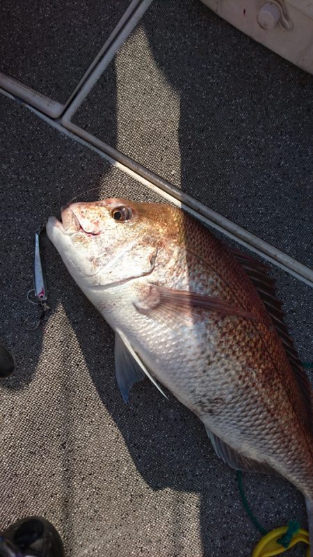 ARCADIAⅡ (アルカディアⅡ) 釣果