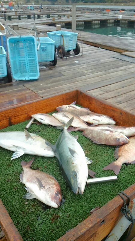 海の釣堀 海恵 釣果